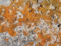 Orange and yellow round lichens on a light grey stone Royalty Free Stock Photo