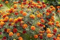 Orange and yellow round Marigold flowers with beautiful green leaves bloom in autumn in the garden on the yellow Royalty Free Stock Photo