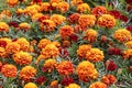 Orange and yellow round Marigold flowers with beautiful green leaves bloom in autumn in the garden on the yellow Royalty Free Stock Photo