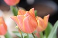 Orange with yellow shade tulip in a vase in a bouquet in the spring in the Netherlands Royalty Free Stock Photo