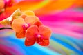 Phalaenopsis orchids withcolorful abstract background , m,