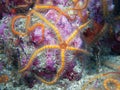 Orange and yellow Spiny Brittle Star