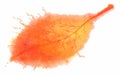 Orange-yellow splashing autumn leaf