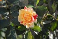 orange and yellow striped garden rose Maurice Utrillo with natural background
