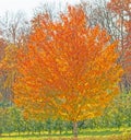 orange yellow sugar maple tree in Fall color at edge of forest area on farm