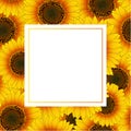 Orange Yellow Sunflower Banner Card Border isolated on White Background. Vector Illustration Royalty Free Stock Photo