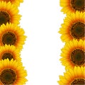 Orange Yellow Sunflower Border isolated on White Background. Vector Illustration Royalty Free Stock Photo