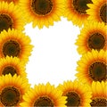 Orange Yellow Sunflower Border isolated on White Background. Vector Illustration Royalty Free Stock Photo