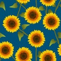 Orange Yellow Sunflower on Indigo Blue Background. Vector Illustration Royalty Free Stock Photo