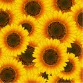 Orange Yellow Sunflower Seamless Background. Vector Illustration. Royalty Free Stock Photo