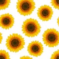 Orange Yellow Sunflower Seamless on White Background. Vector Illustration Royalty Free Stock Photo
