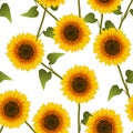 Orange Yellow Sunflower on White Background. Vector Illustration Royalty Free Stock Photo