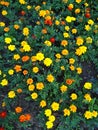 Orange and yellow tagetes Royalty Free Stock Photo