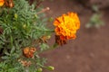 Orange and yellow Tagetes patula Royalty Free Stock Photo