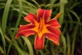 Orange Tiger Lilly in garden Royalty Free Stock Photo