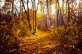 Orange yellow tree leaf forest autumn beauty nature