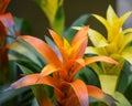 Orange and Yellow Tropical Flowers Royalty Free Stock Photo