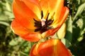 Orange yellow tulip bud. In the spring sun, a tulip flower has grown and blossomed. It has a large bud, orange petals Royalty Free Stock Photo