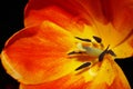Orange and yellow tulip, closeup showing stamen, pistol, and pollen