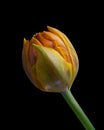 Orange-Yellow Tulip flower with green stem. Black background. Close-up. Royalty Free Stock Photo