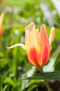 Orange-yellow tulip on a spring lawn