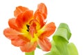 Orange and yellow tulip (tulipa)