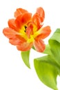 Orange and yellow tulip (tulipa) Royalty Free Stock Photo