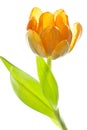 Orange and yellow tulip (tulipa) Royalty Free Stock Photo