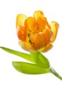 Orange and yellow tulip (tulipa) Royalty Free Stock Photo