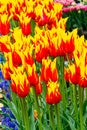 Orange and yellow tulip variety planated with grape hyacinth Royalty Free Stock Photo