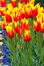 Orange and yellow tulip variety planated with grape hyacinth Royalty Free Stock Photo