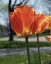 Orange and Yellow Tulips in Bloom