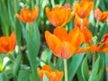 Orange and yellow tulips are blooming in the garden. Beautiful floral background. Flowerbed with flowers. Close-up photo tulip Royalty Free Stock Photo