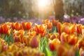 Orange yellow tulips flower field with sun light and lens flare Royalty Free Stock Photo