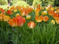 Orange and yellow tulips in green grass on a sunny day close up with blurry background. Royalty Free Stock Photo