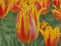Orange & yellow tulips nature beauty Royalty Free Stock Photo
