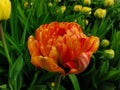 Orange with yellow veins double peony-shaped tulip among green leaves.The festival of tulips on Elagin Island in St. Petersburg Royalty Free Stock Photo