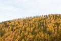 Orange Yelloww Autumn Larch tree forest against bright sky. Autumn or Fall forest background Royalty Free Stock Photo