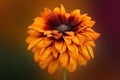 Orange zenia smiles at the sun. Zinnia flower on an isolated background Royalty Free Stock Photo