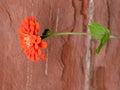 Orange Zinna flower against sandstone wall