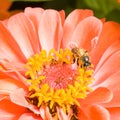 Orange Zinnia with Bee Royalty Free Stock Photo
