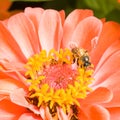 Orange Zinnia with Bee