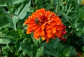 Orange zinnia Royalty Free Stock Photo