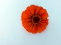 Orange zinnia Royalty Free Stock Photo