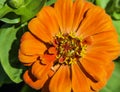 An orange zinnia bloom during late summer Royalty Free Stock Photo