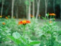 Orange zinnia elegans flowers. Common Zinnia Zinnia elegans bloom in the morning a beautiful at green garden Royalty Free Stock Photo