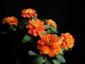 Orange zinnia flower black background