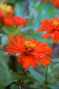 An orange zinnia flower growing fresh Royalty Free Stock Photo