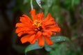 An orange zinnia flower growing fresh Royalty Free Stock Photo