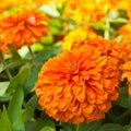 Orange Zinnia flowers